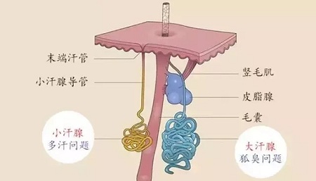 体毛旺盛跟体味重有什么关系吗？