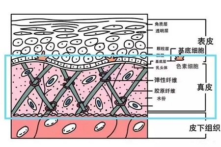 失去胶原蛋白以后，我们的脸部会变成什么模样