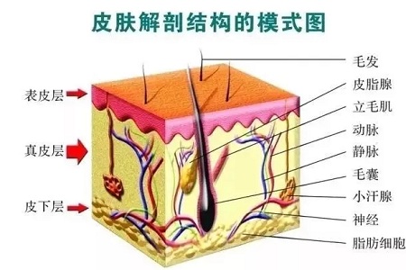 解密抗衰秘籍——中胚层疗法